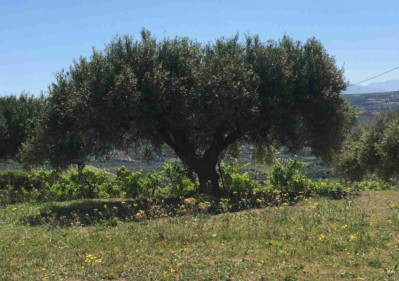 Olive tree | Crete Private Tour Guide