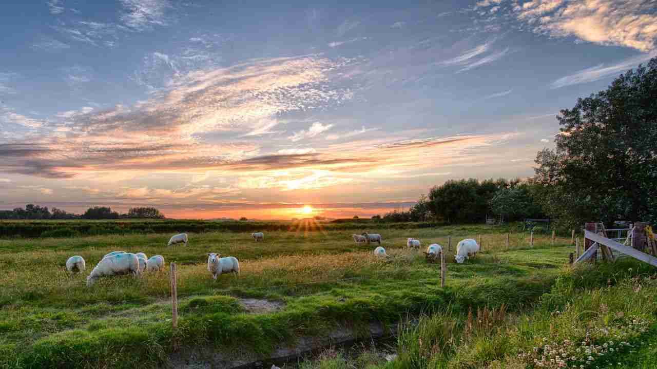 Livestock in ancient Crete | Crete Private Tour Guide